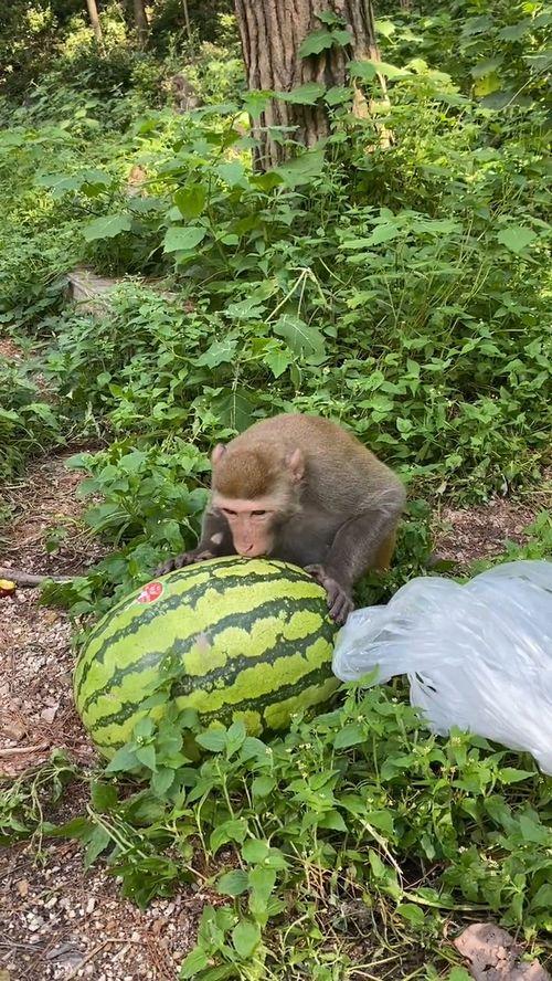 吃瓜哥测评,热门美食背后的真相与风味