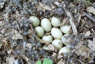 梦见吃珍珠瓜,珍珠瓜的奇幻之旅