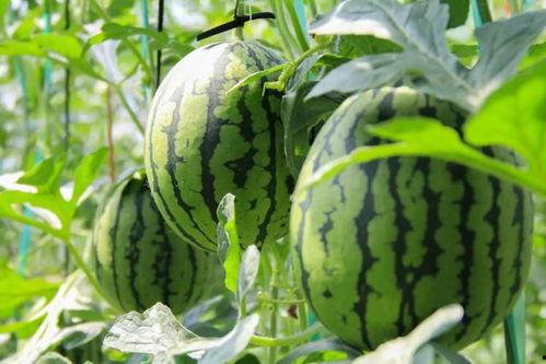 吃瓜协会注意,一场全民参与的趣味盛宴