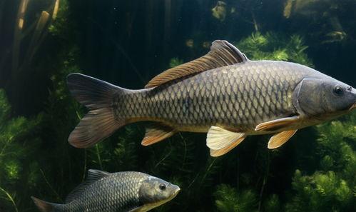 吃瓜吃鲤鱼图片搞笑,吃瓜群众笑翻天！