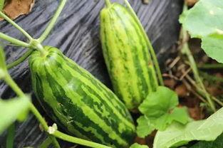 吃瓜人吃的什么瓜,揭秘吃瓜人钟爱的瓜种之谜