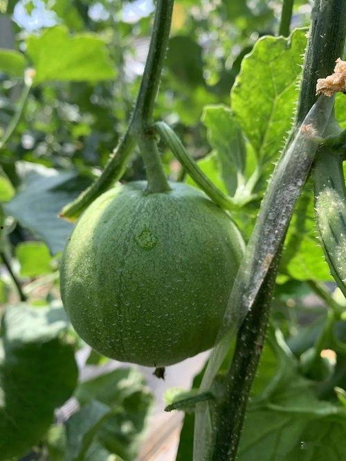 吃瓜种地农庄,田园生活新风尚