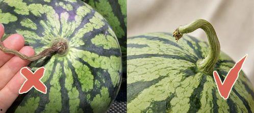 香港楼顶吃瓜,高空中的夏日清凉与邻里风情